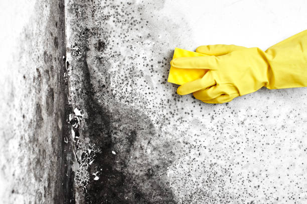 Best Mold Removal Company Near Me  in Sleepy Hollow, CA