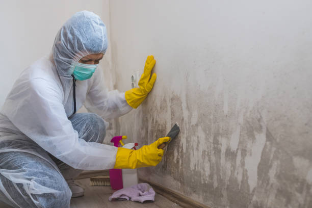 Best Mold Remediation  in Sleepy Hollow, CA