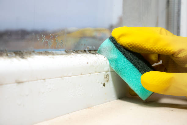 Best Mold Damage Repair  in Sleepy Hollow, CA