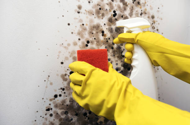 Best Same-Day Mold Removal  in Sleepy Hollow, CA