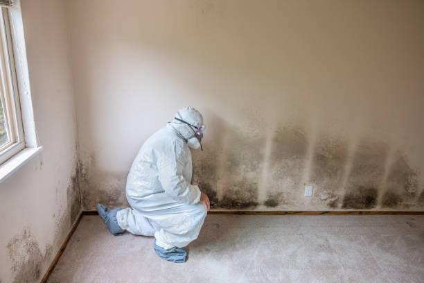 Best Emergency Mold Removal  in Sleepy Hollow, CA