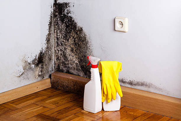Best Professional Mold Removal  in Sleepy Hollow, CA